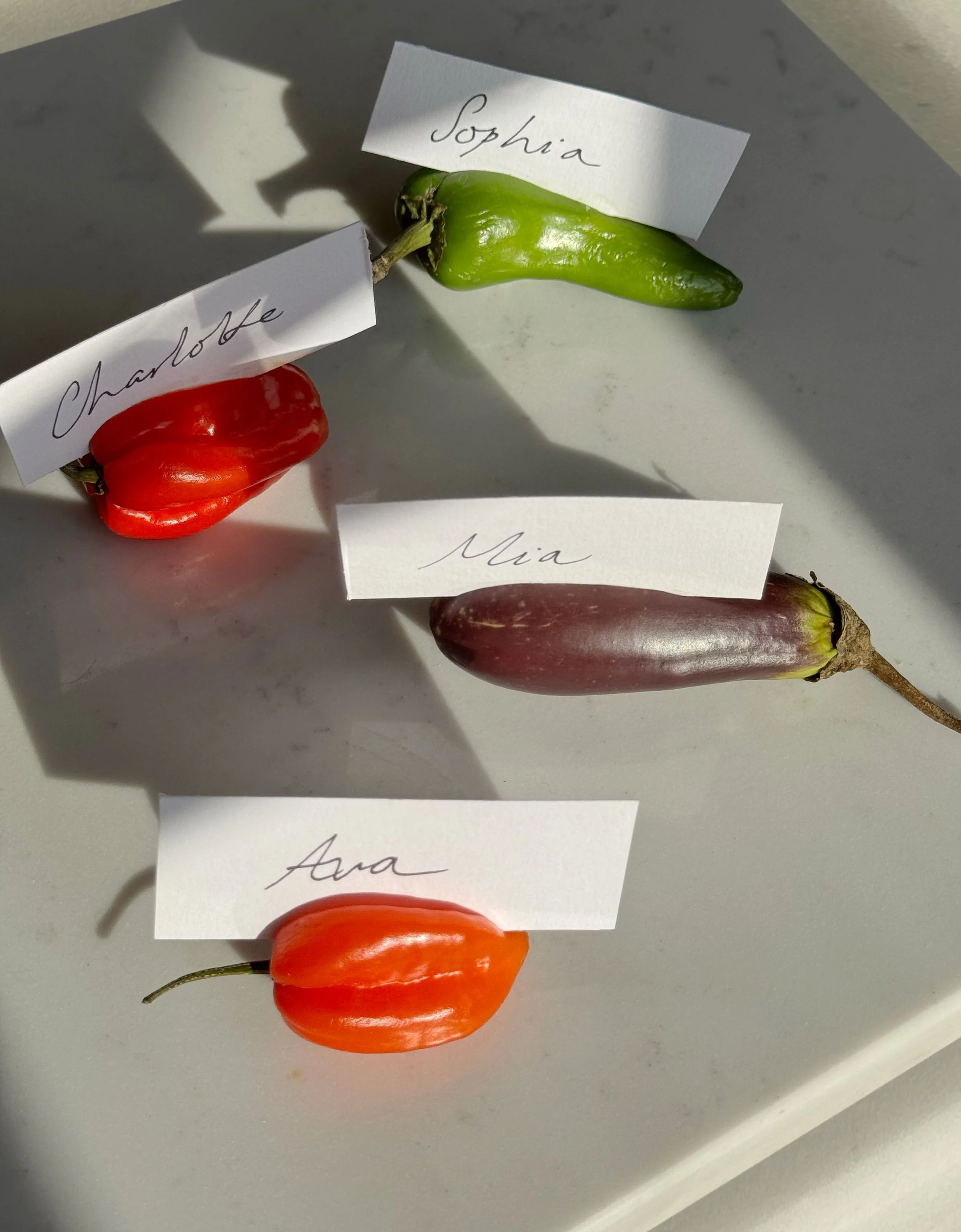 Vegtable Name Card Holders-min.jpg