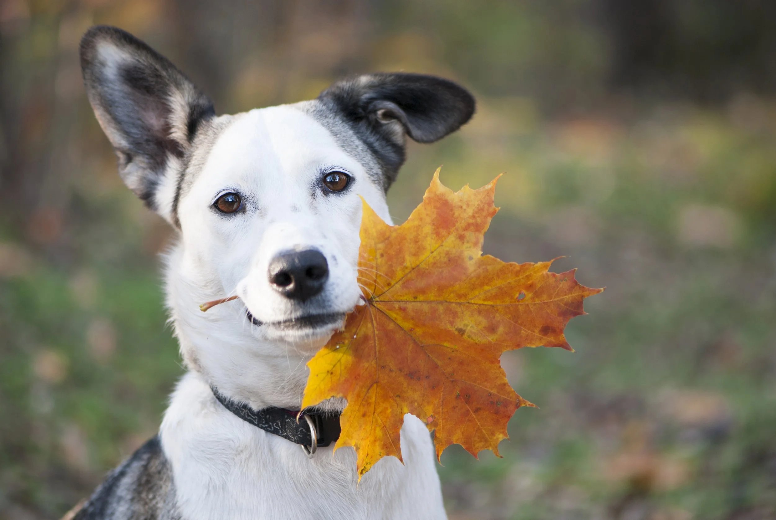 iStock-519492141.jpg