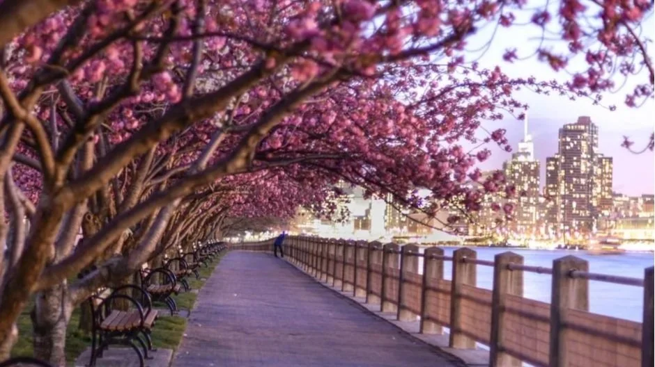 Tree Blossoms in NYC