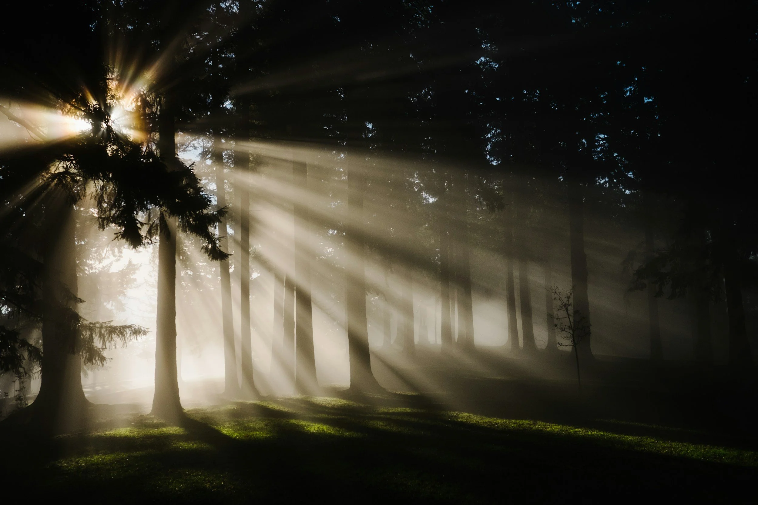 Sunlight filters through a forest with tall trees, casting light rays onto the forest floor.