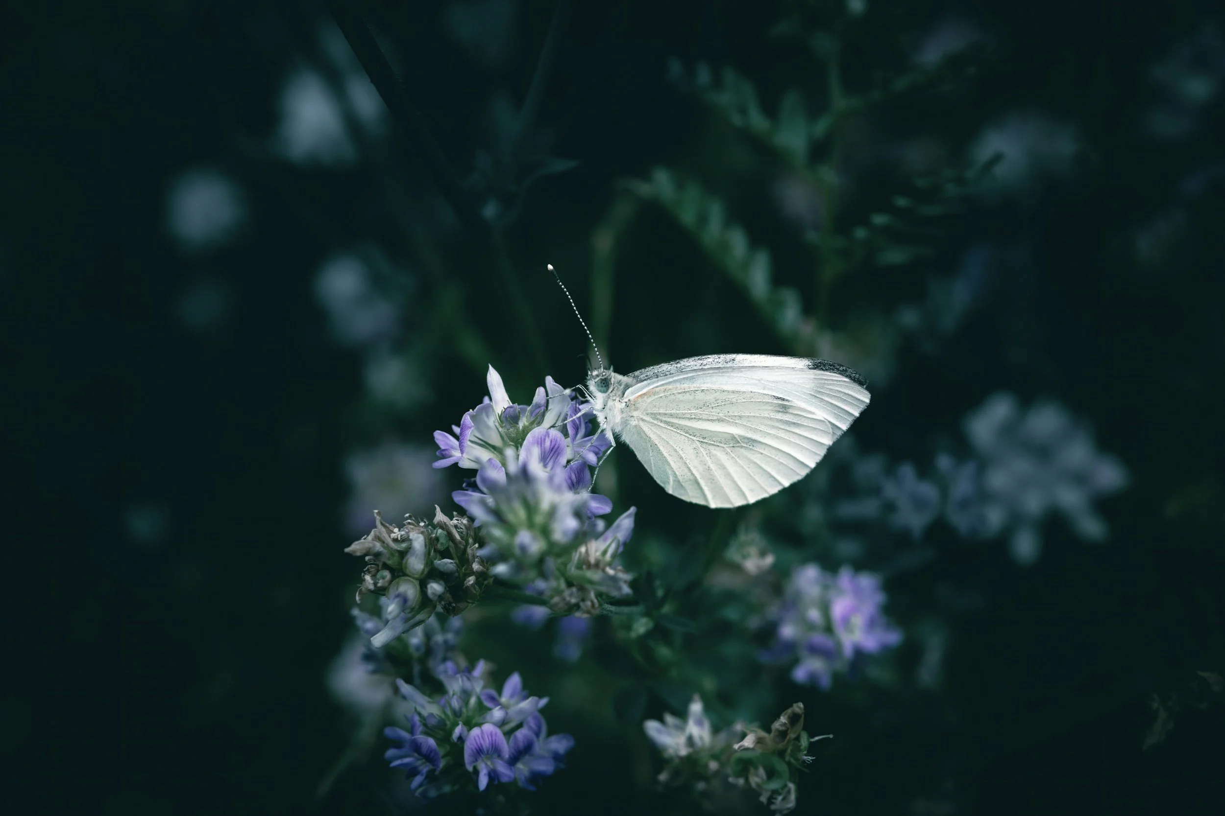 A white butterfly with open wings on a cluster of purple flowers, with dark green foliage in the background.
