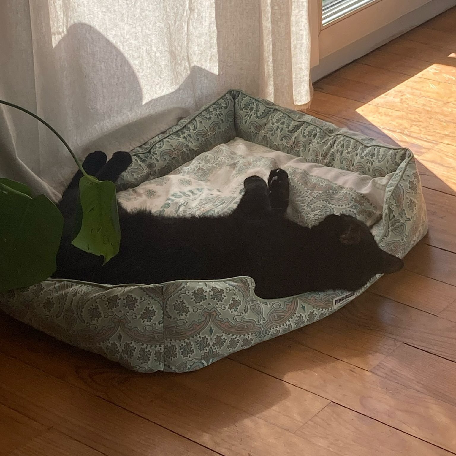 Panier chien petit format fait main – Le Chilito