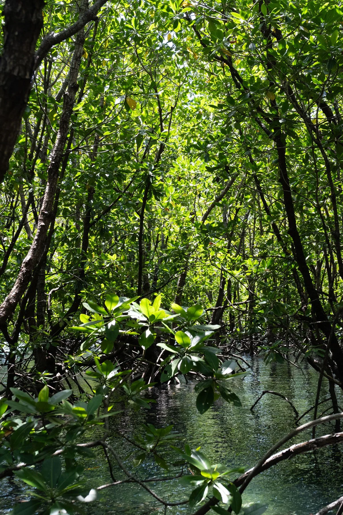 Taklong Island Marine Reserve Guimaras with mangroves and calm waters