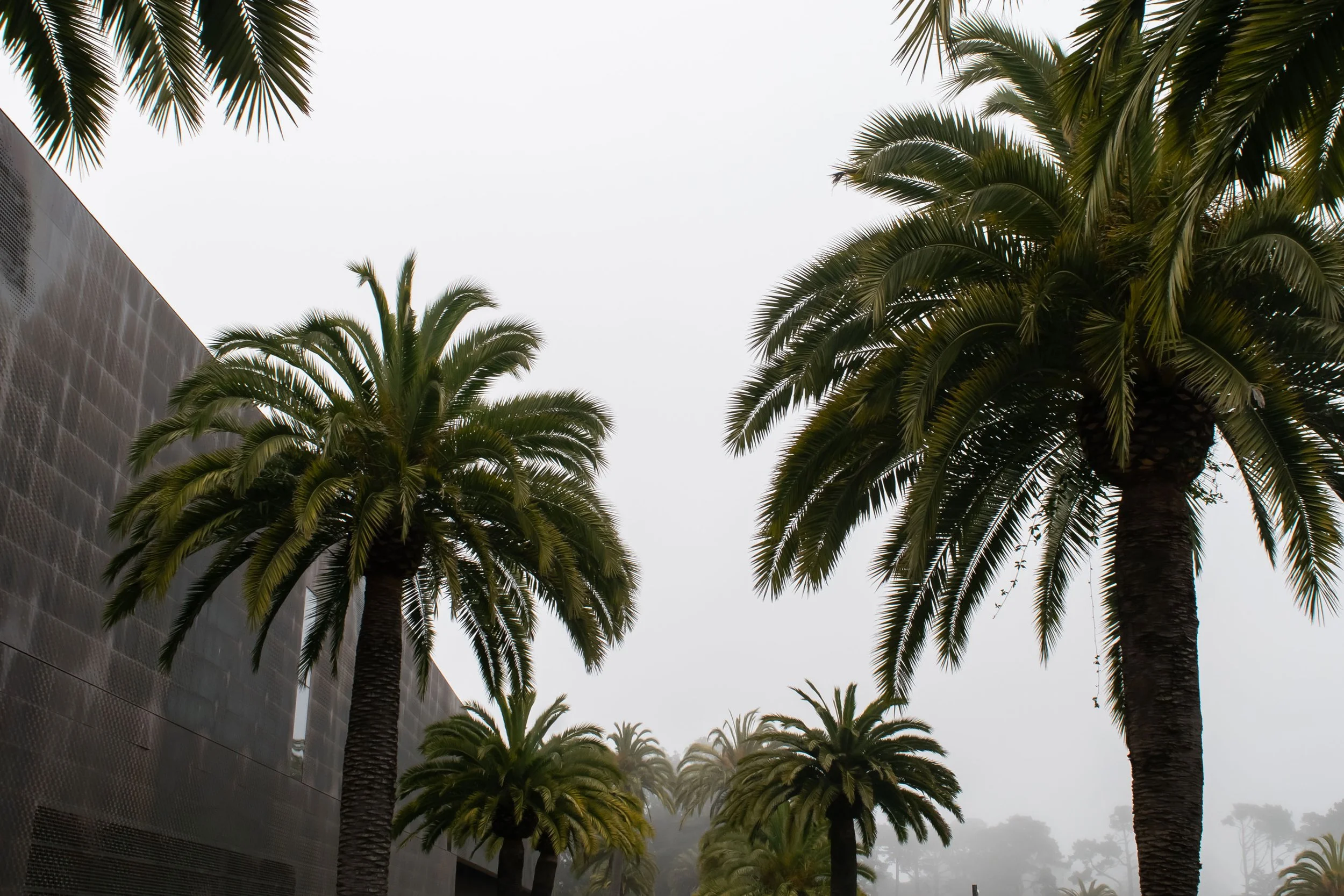 brianna-cariola-photography-san-francisco-california-de-young-museum-6.jpg