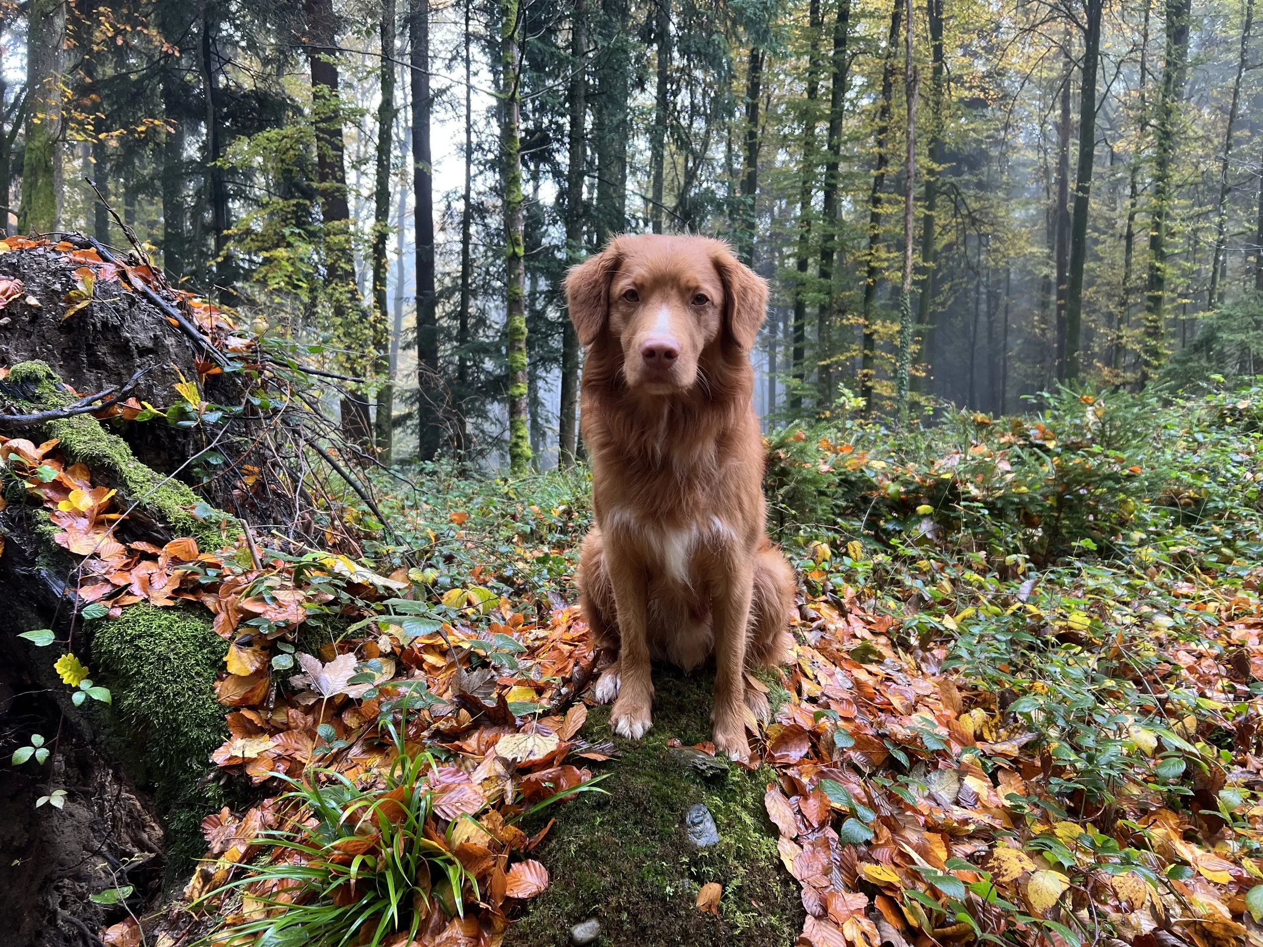 Ein Männlein sitzt im Walde