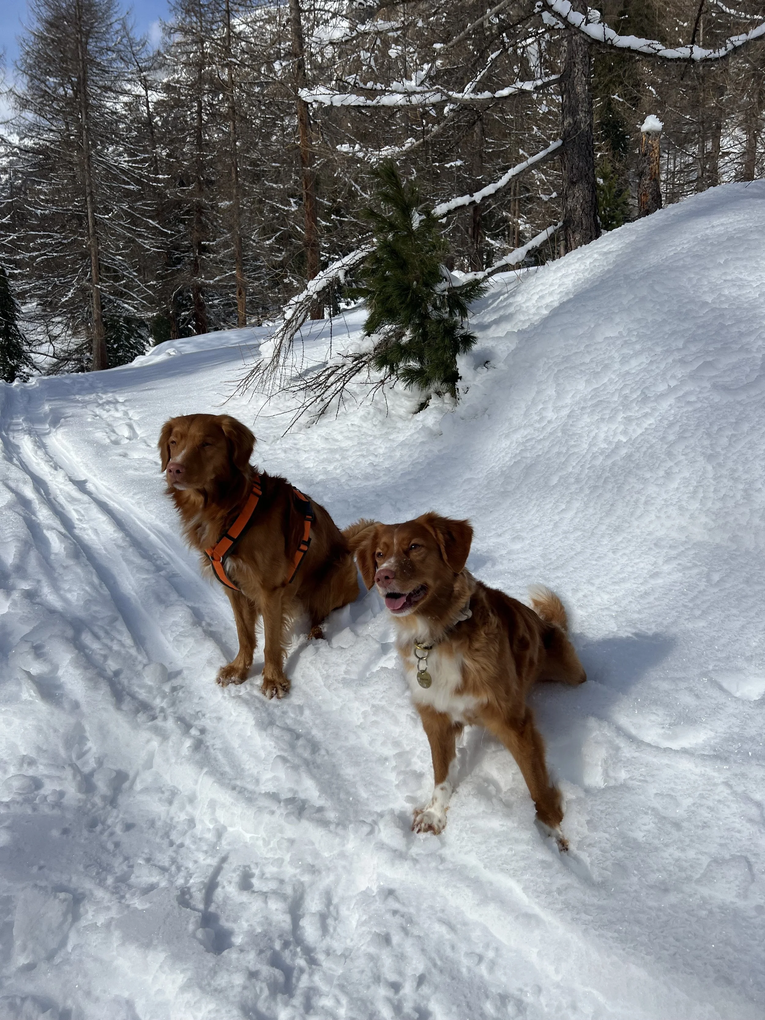 Im Schnee mit Staila Val Bever Februar 2025