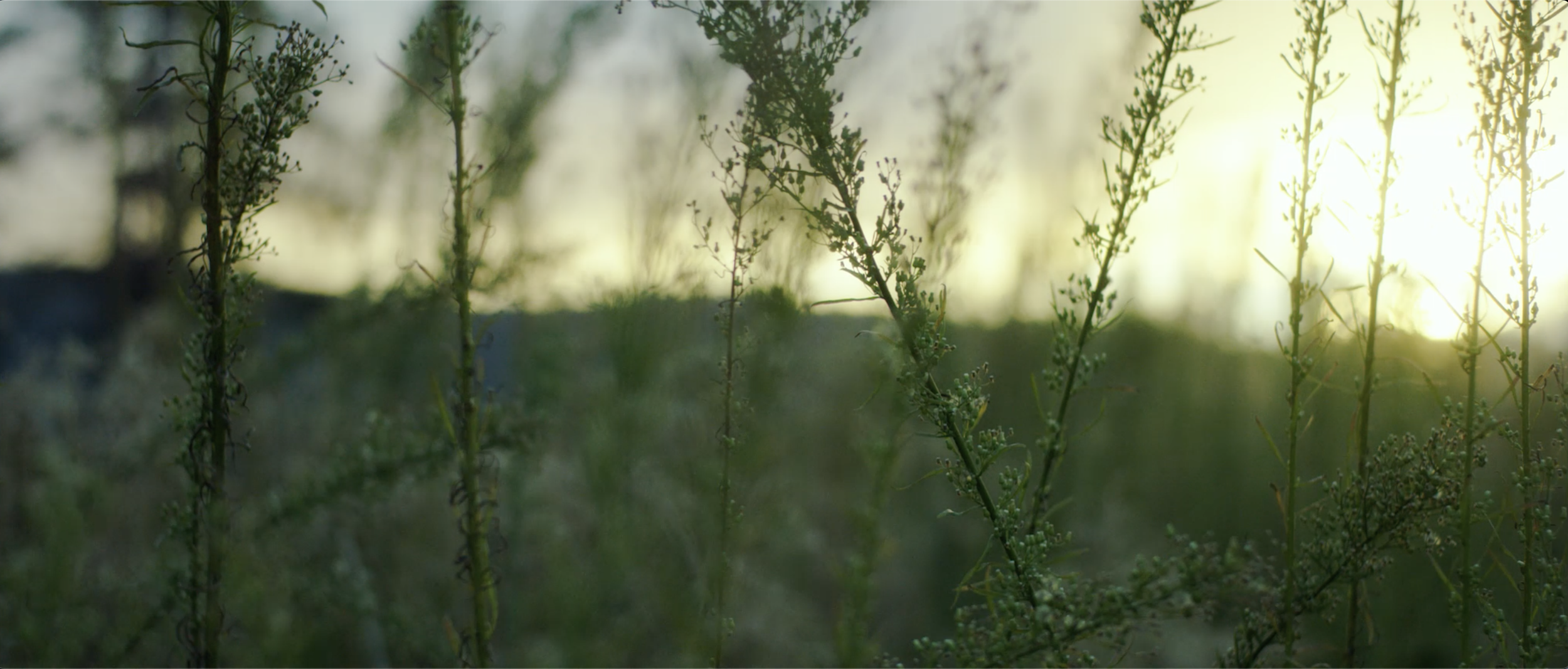 Mobile Fallback Image.png