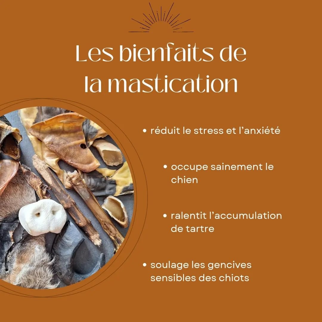 La mastication est une excellente activit&eacute; pour nos compagnons !
.
Elle pr&eacute;sente de nombreux avantages et permet d'occuper le chien durant nos absences 👌
.
Il existe &eacute;norm&eacute;ment de mastication diff&eacute;rentes, privil&ea