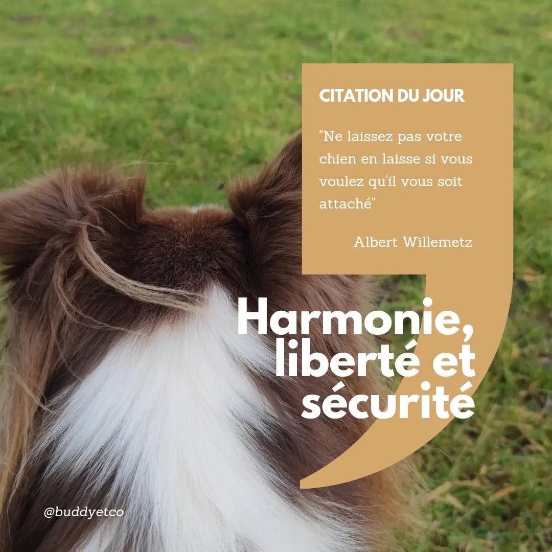 D&eacute;tacher plus son chien permet de le garder plus pr&egrave;s de nous 🙏
.
Cela vous para&icirc;t absurde ? &Ccedil;a ne l'est pas !
Plus le chien a des p&eacute;riodes de libert&eacute;s, plus il est enclain &agrave; revenir au rappel, puisqu'