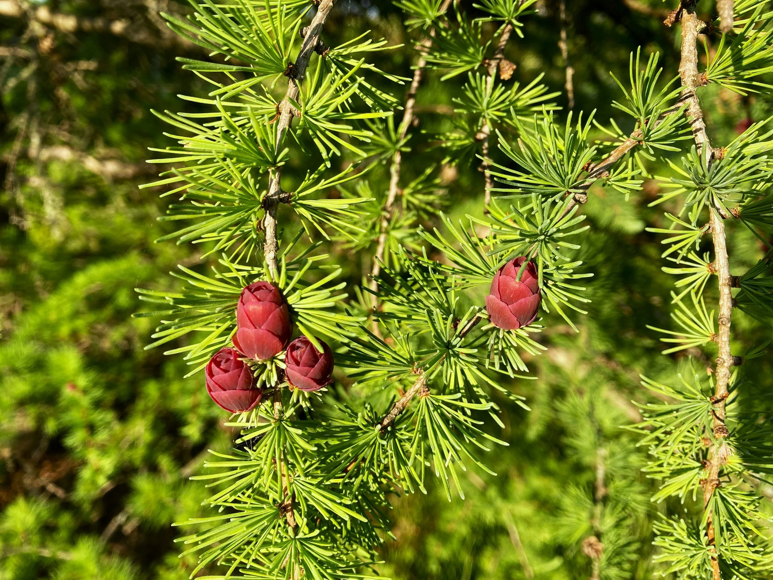 American Larch (Tamarack) Transplants
