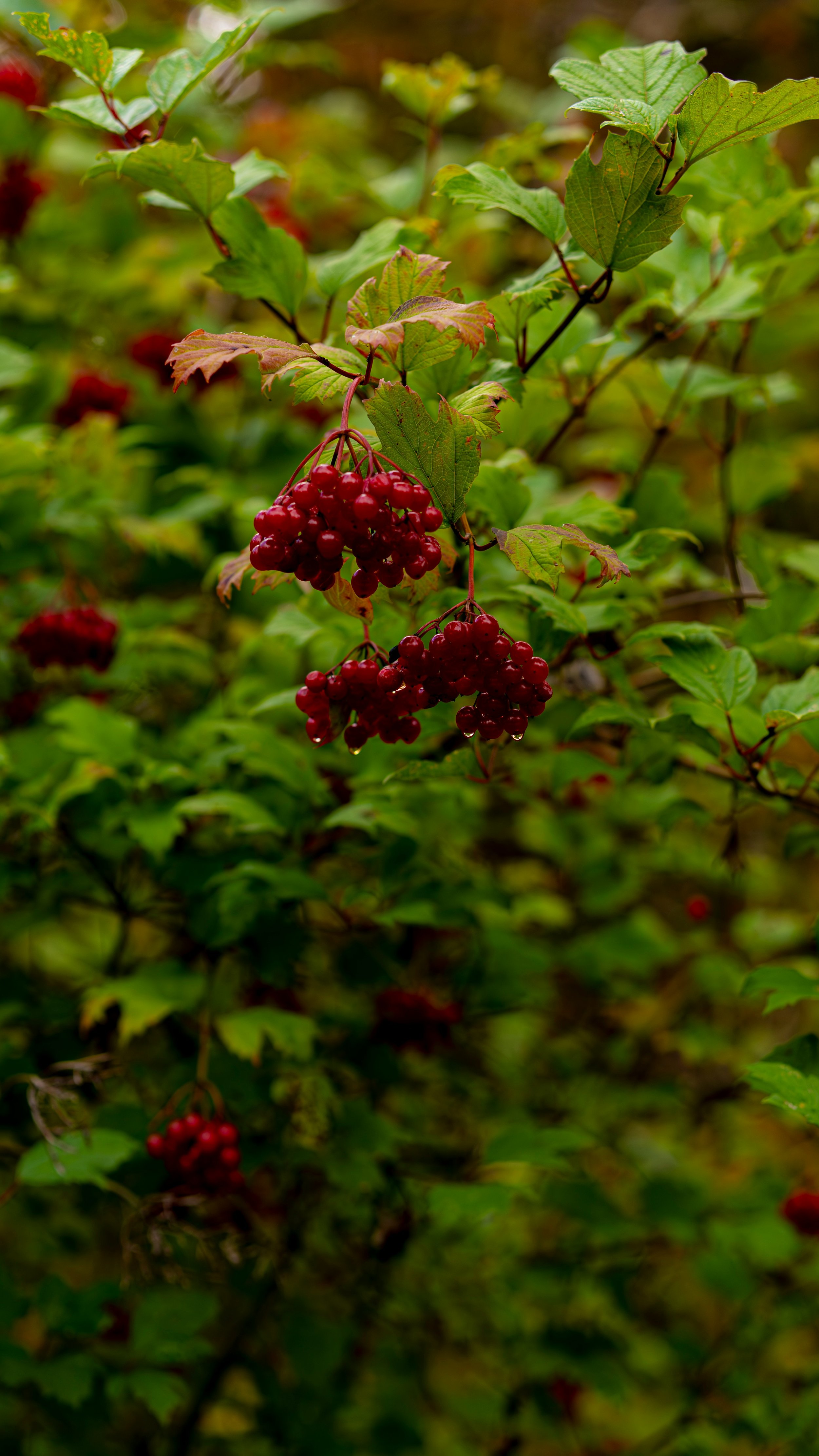 Highbush Cranberry