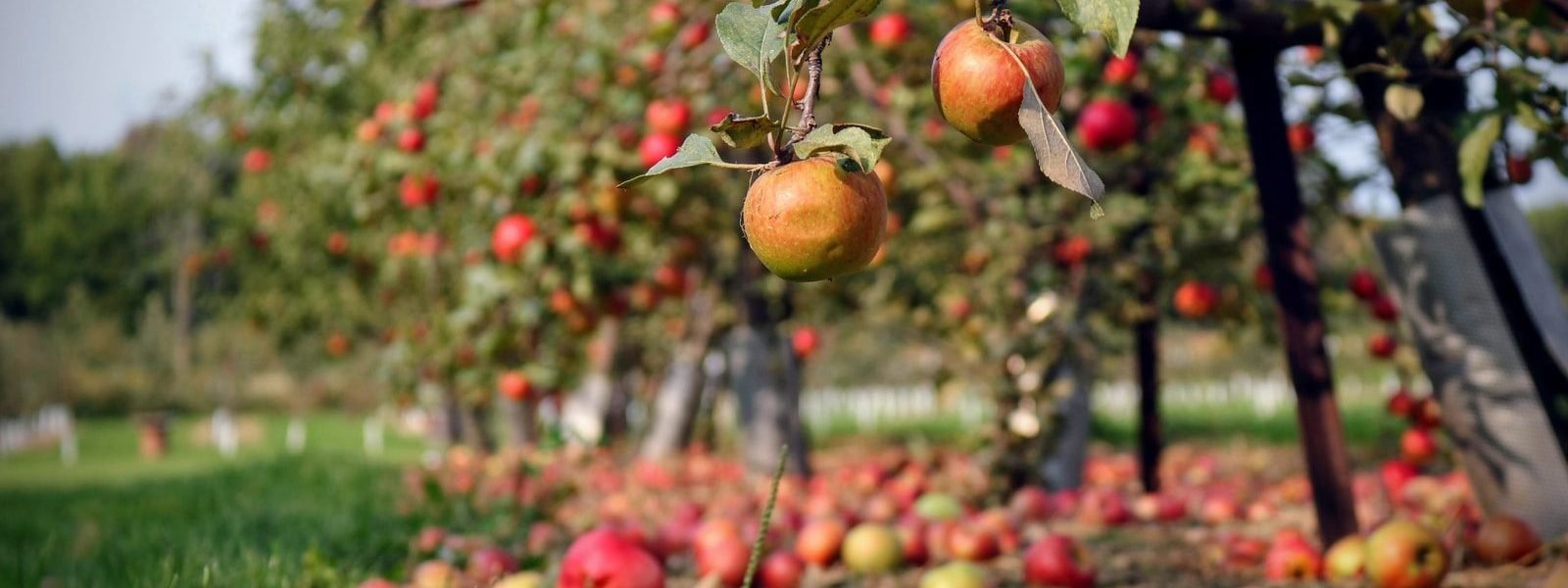 Dabinett Cider Apple