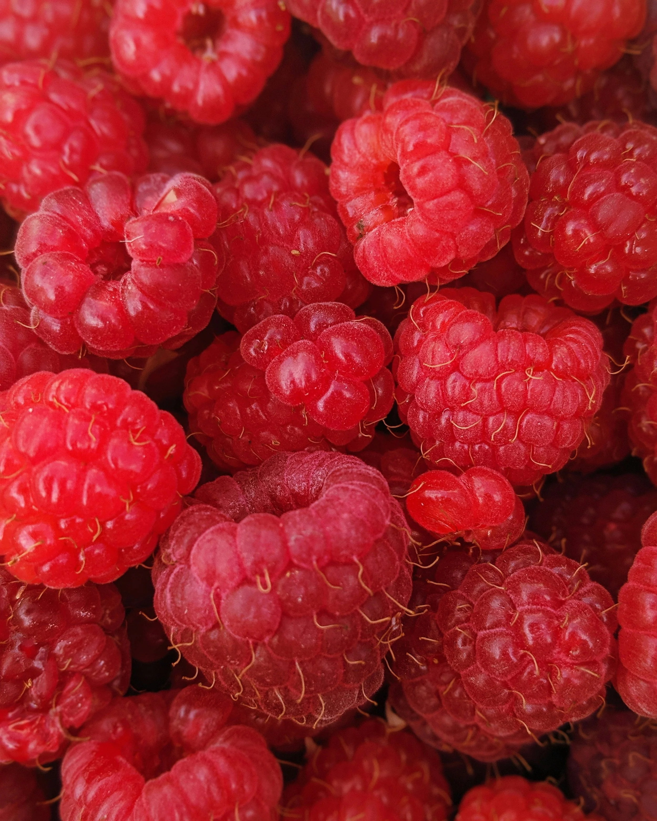 Heritage Red Raspberry