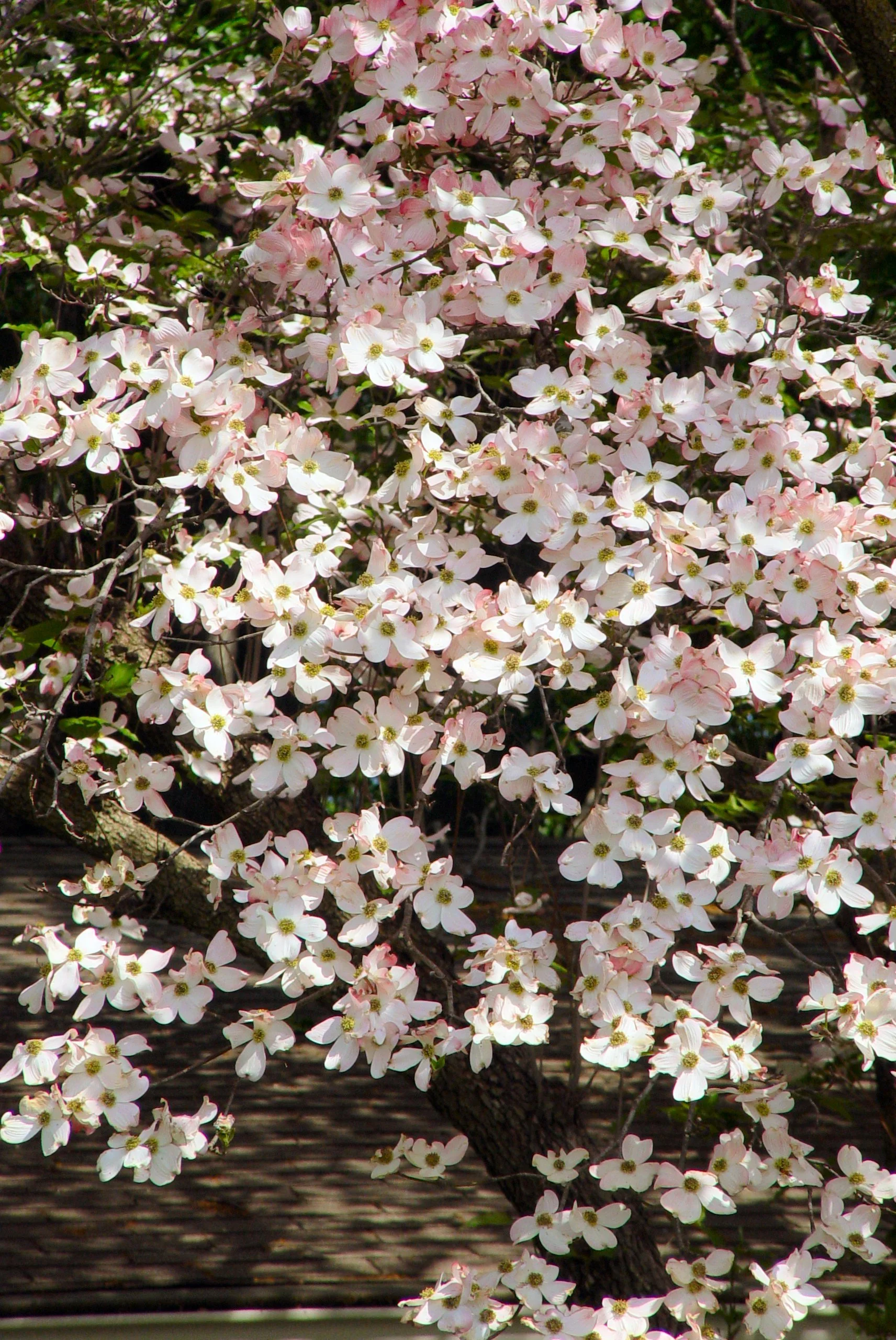 White Flowering Dogwood