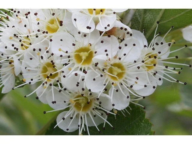 ninebark flowers.jpg