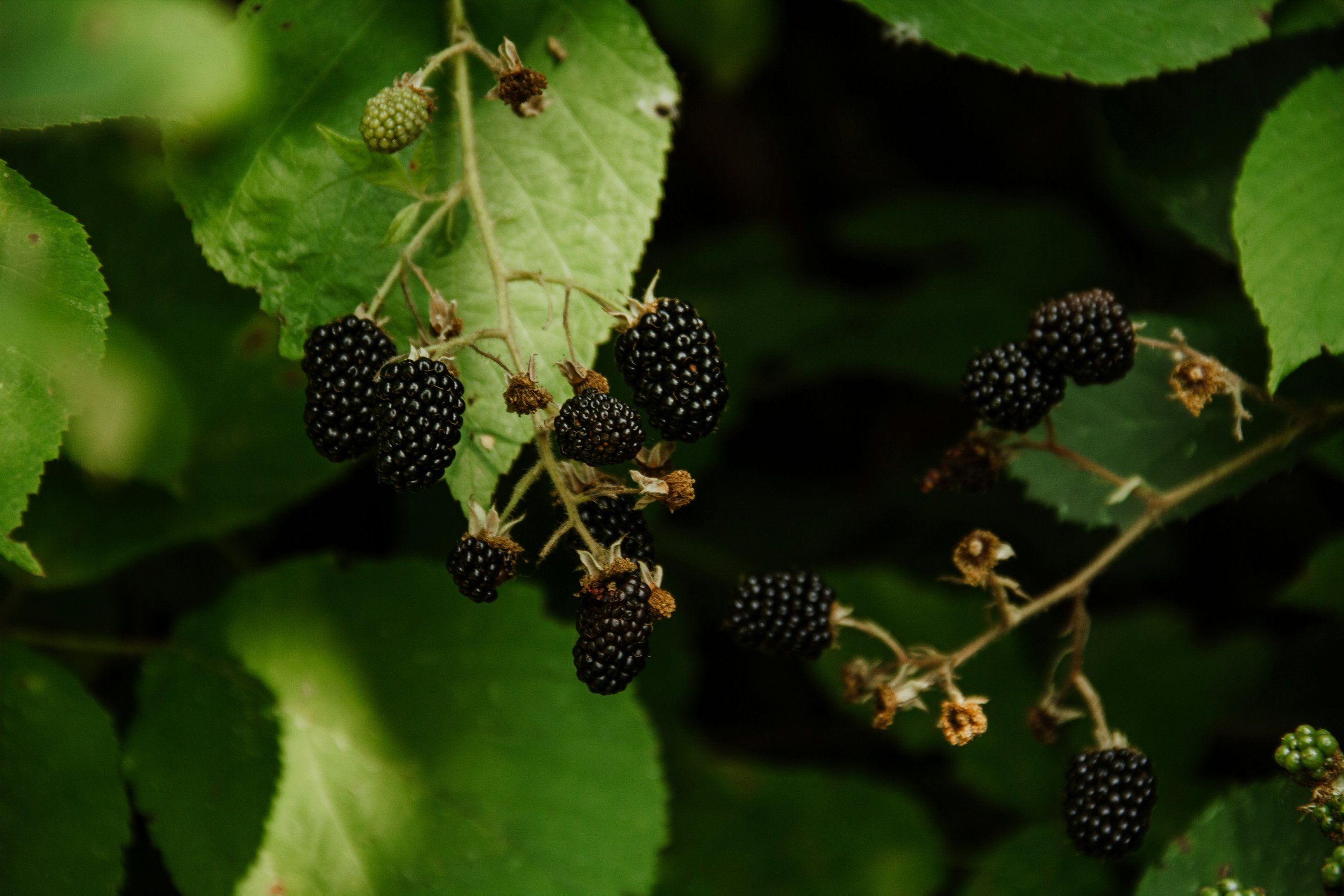 Arapaho Blackberry
