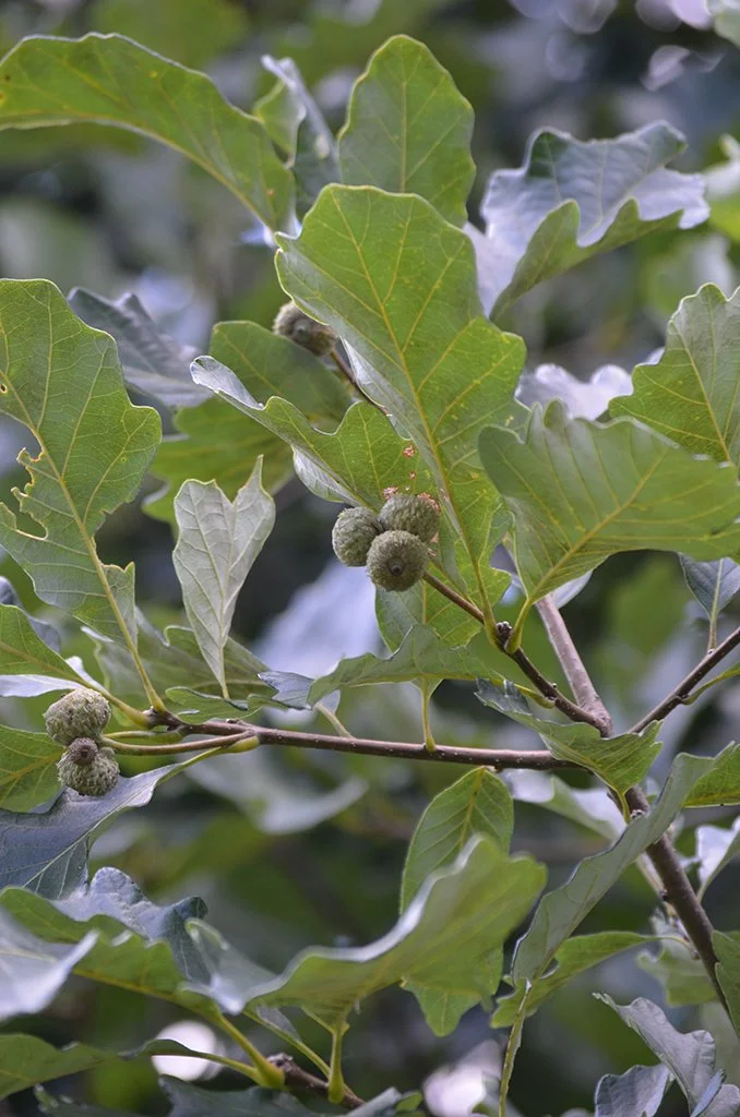 Swamp White Oak_1.jpeg