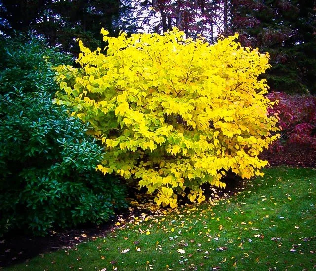 Spicebush