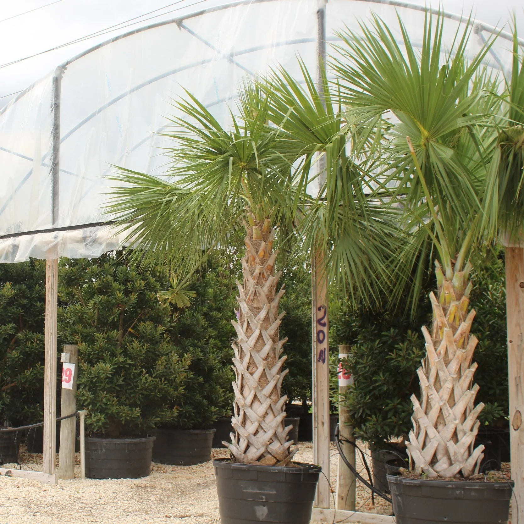 Potted palm trees in a nursery with greenhouse structure overhead.