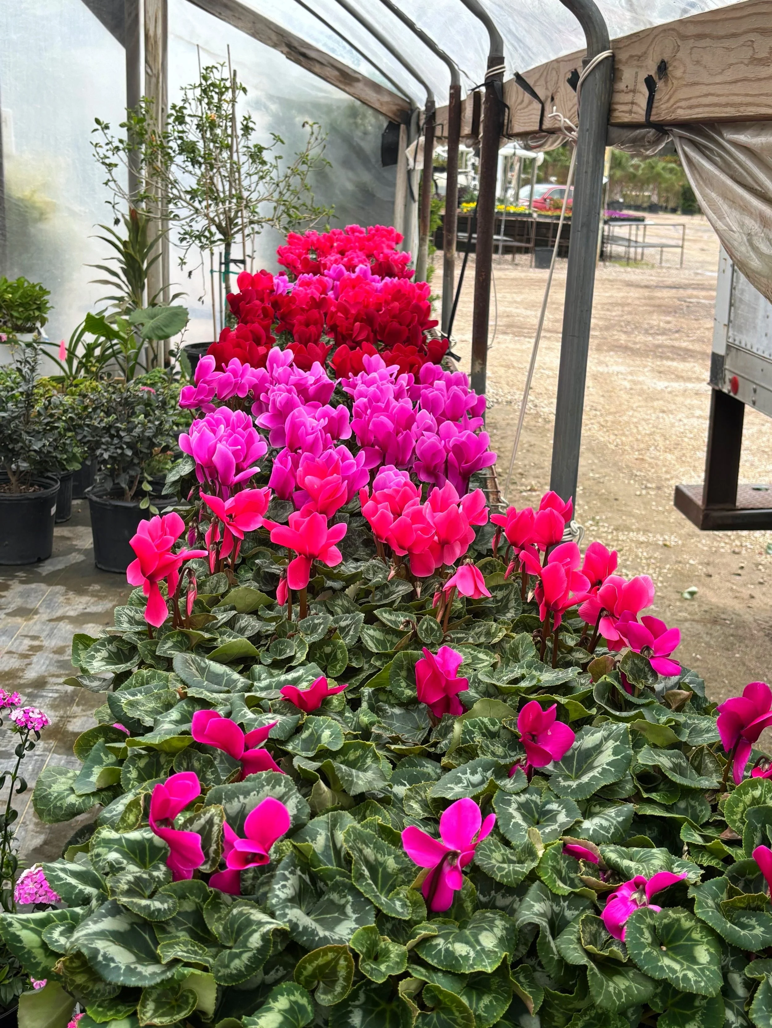 Colorful cyclamen flowers in a greenhouse, arranged in rows of pink and red blooms, with green leaves and other plants in the background.