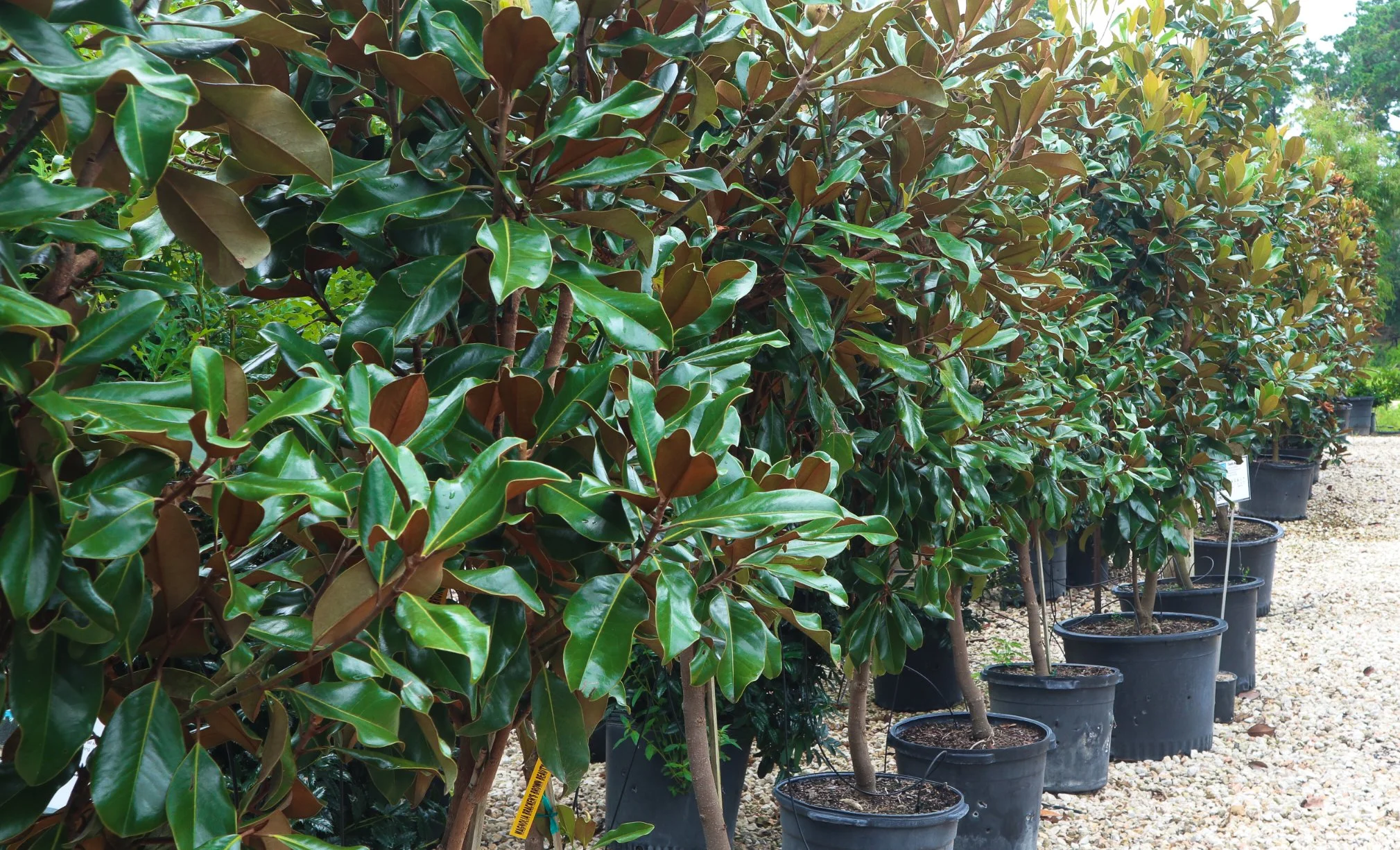 Row of small magnolia trees in black pots on gravel in a garden nursery.