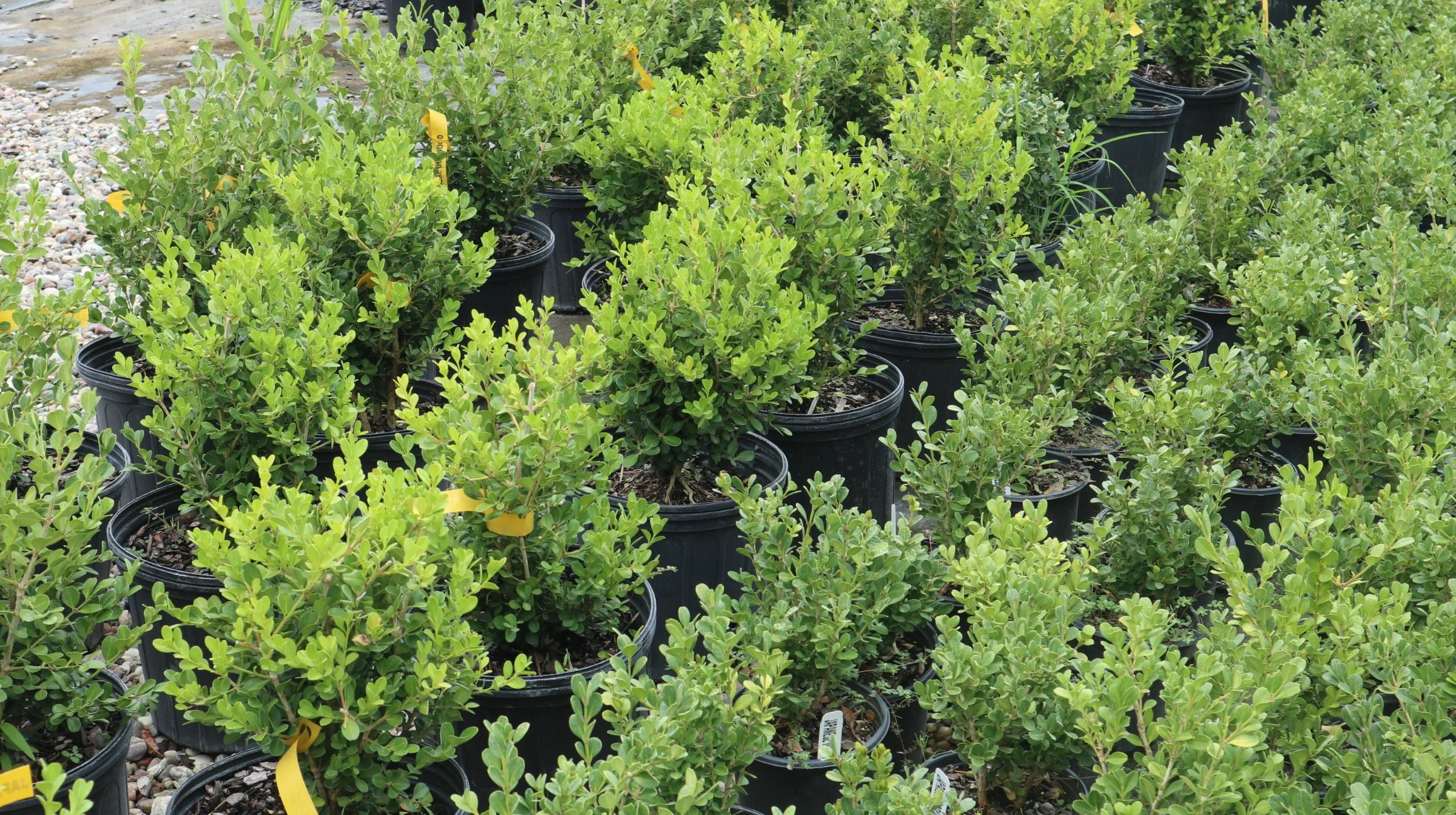 Many green shrubs in black plastic pots arranged outdoors.