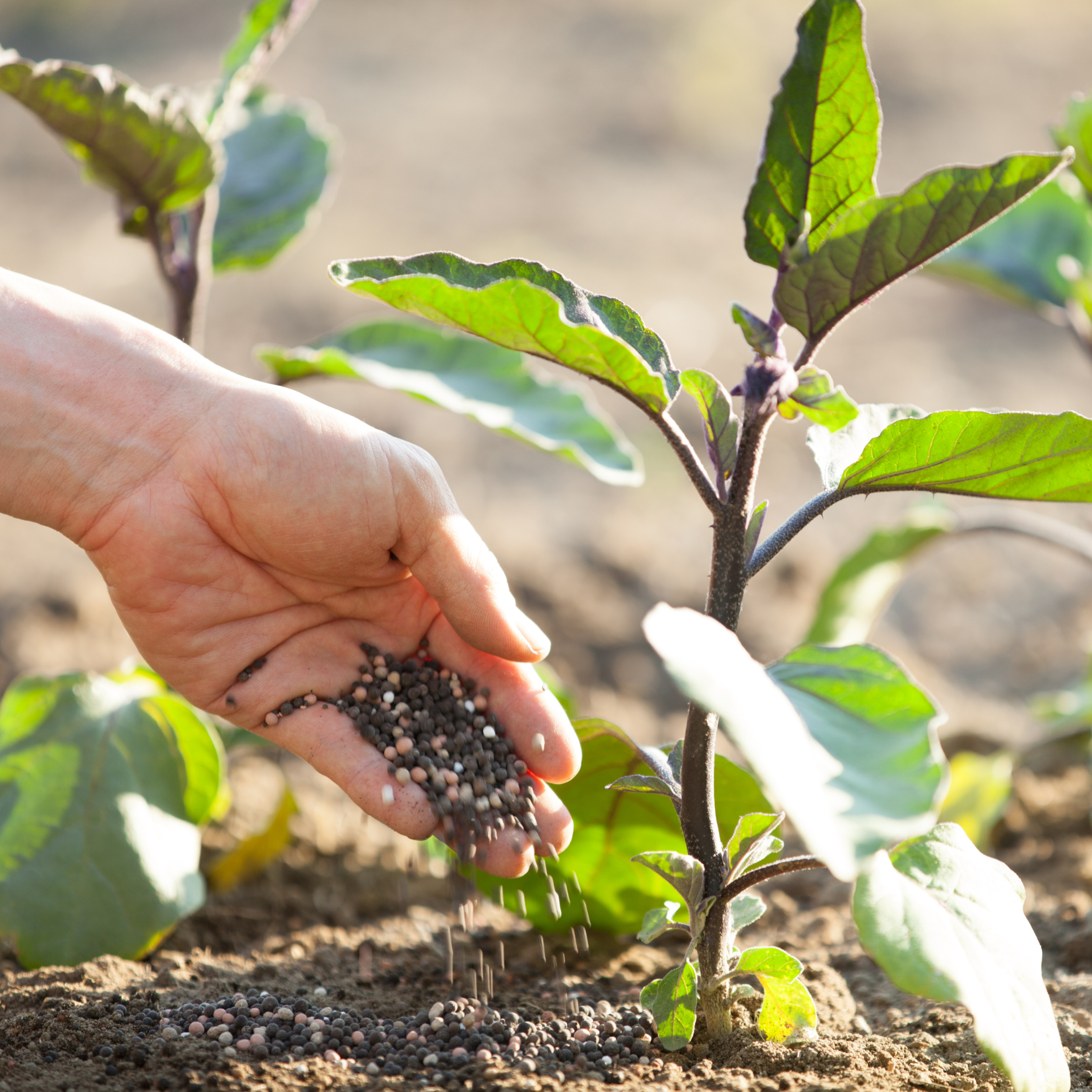 Hand applying granular fertilizer to a young plant in a garden.