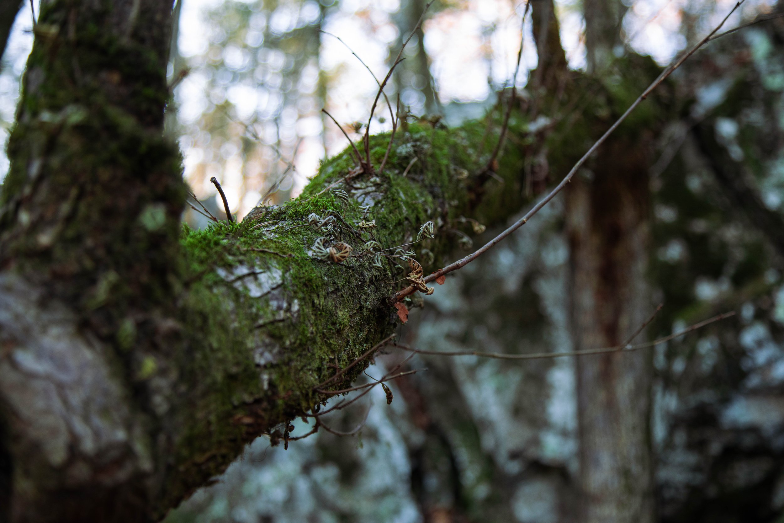 Hot Springs tree.jpg