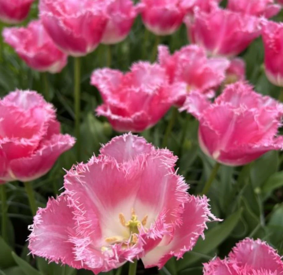 Folk-Valley-Flowers_Missoula-Montana_Flower-Subscription_Tulip_fancy-frills_2.jpg