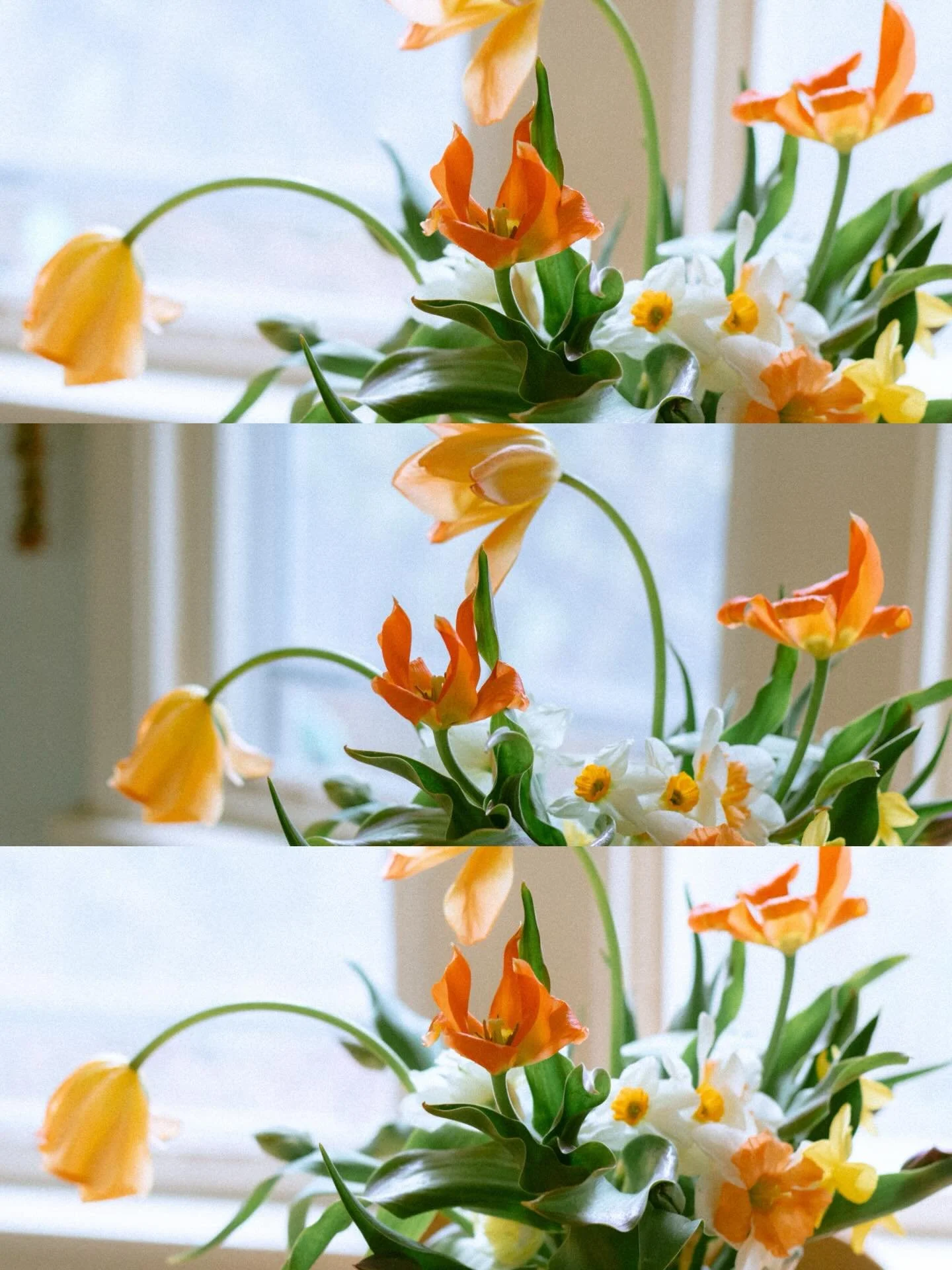 Early spring abundance from the farm 🥲