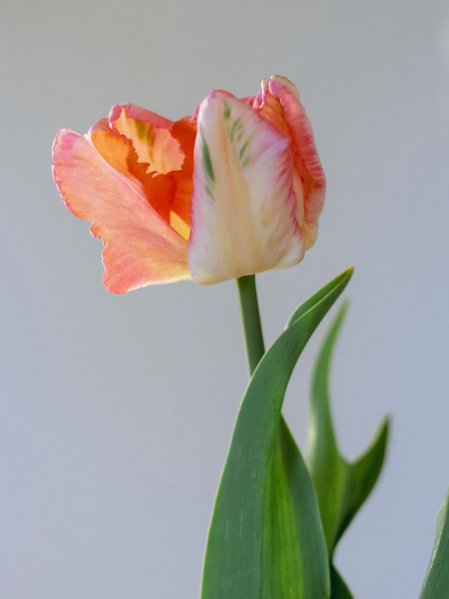 The early spring lineup ✨ 1. Tulip Apricot Parrot 2. Fritillaria Mealagris 3. Narcissus Drama Queen 4. Fritillaria Persica  5. Narcissus Dreamlight 6. Fritillaria acompetala