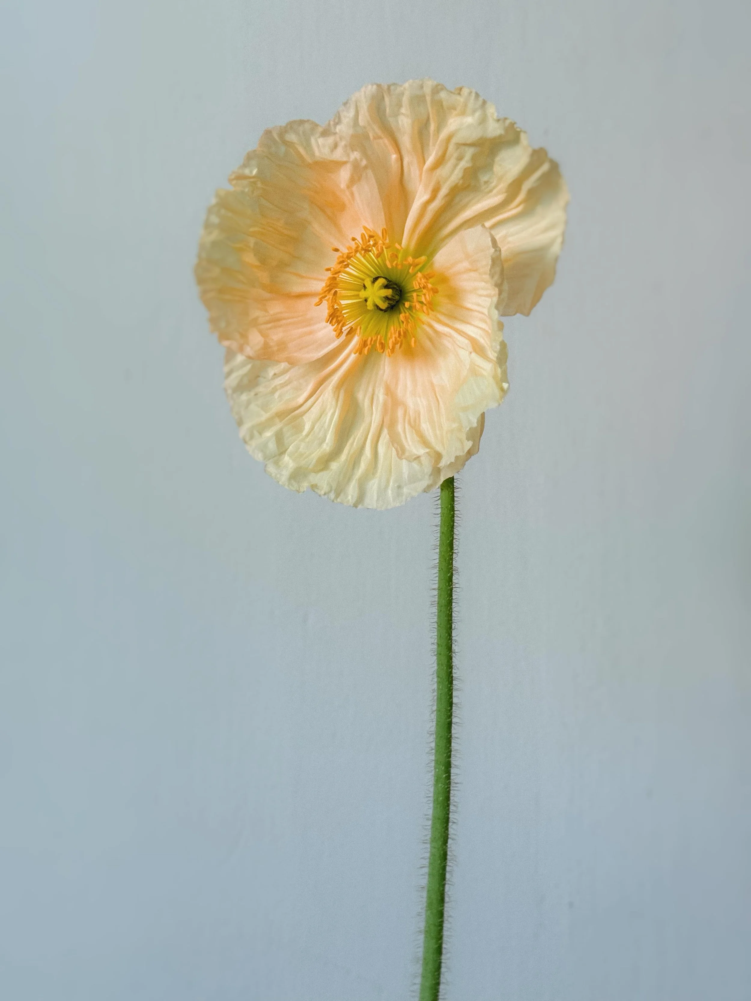 No caption necessary, just the most perfect poppy that I grew on the farm 🥲