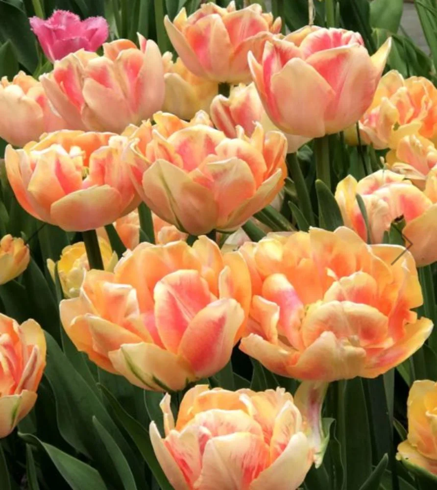Folk-Valley-Flowers_Missoula-Montana_Flower-Subscription_Tulip_foxy-foxtrot_1.jpg
