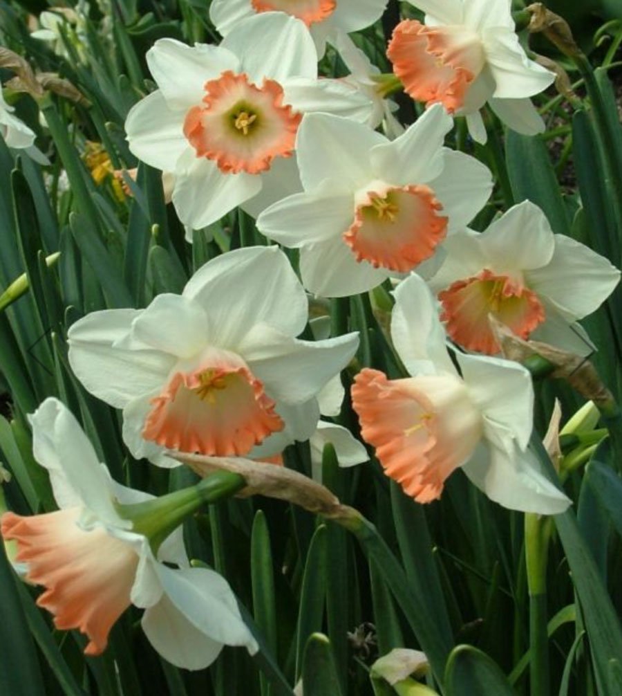 Narcissus_Pink-Charm.jpg