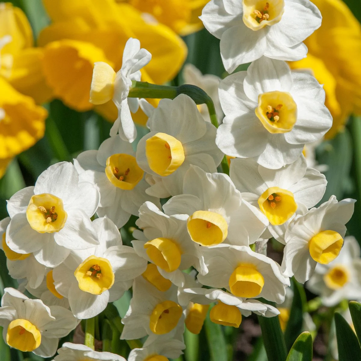 Wedding-Flowers-Missoula-Florist-Folk-Valley-Flowers-Local-Farm_19.jpg