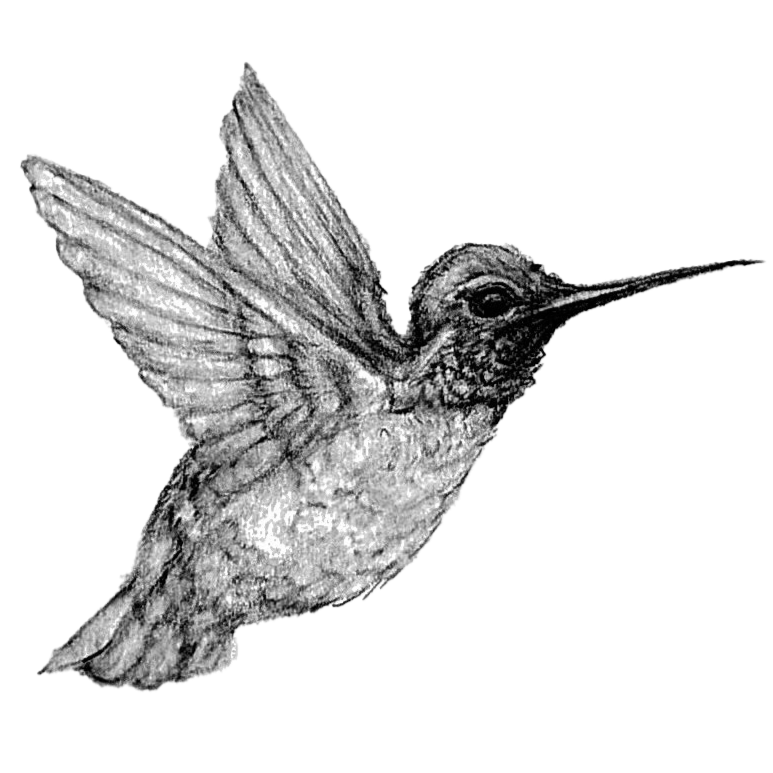 Black and white drawing of a hummingbird with partially spread wings.