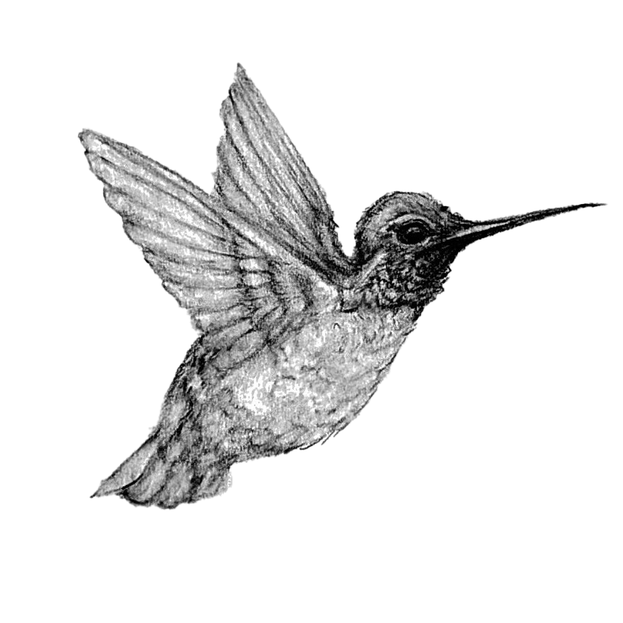 Black and white sketch of a hummingbird in flight with detailed wings and long beak.