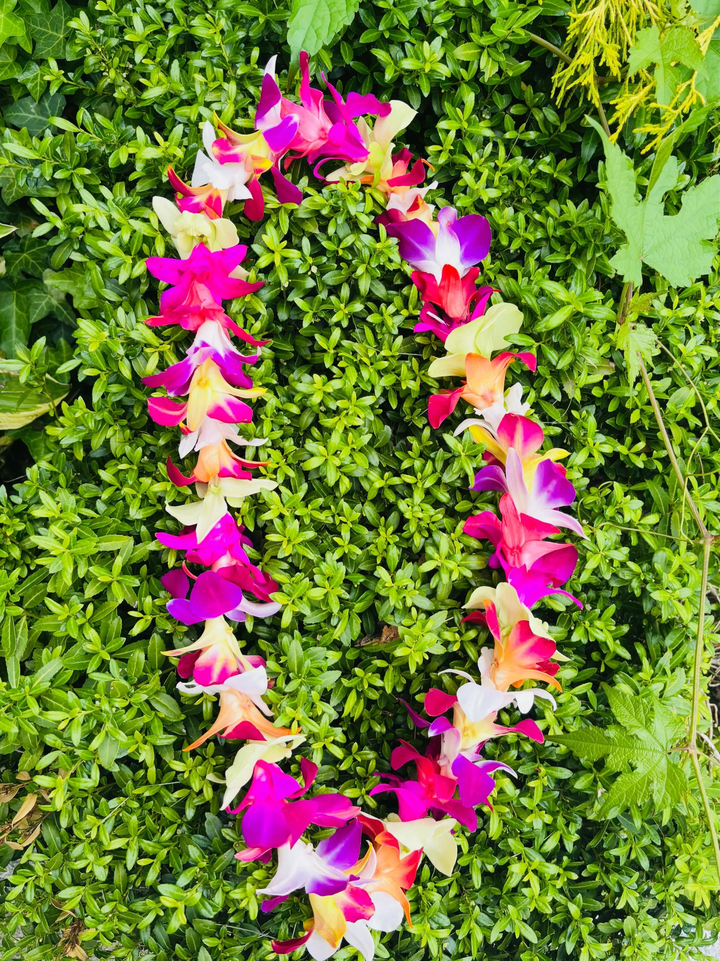 Orchid Leis are here!! 

Celebrate your graduate with orchids from Hawaii! 

A beautiful accent flower to accompany your loved one on the journey of learning. ☀️🌺🤗

#lei #orchids #graduationday🎓 #fairfield