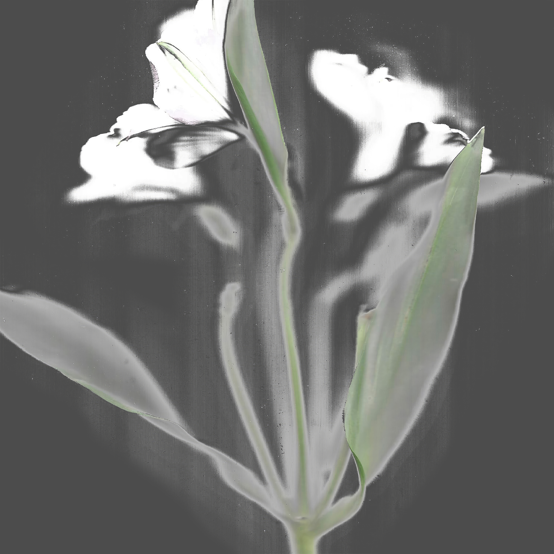 flor 2.png
