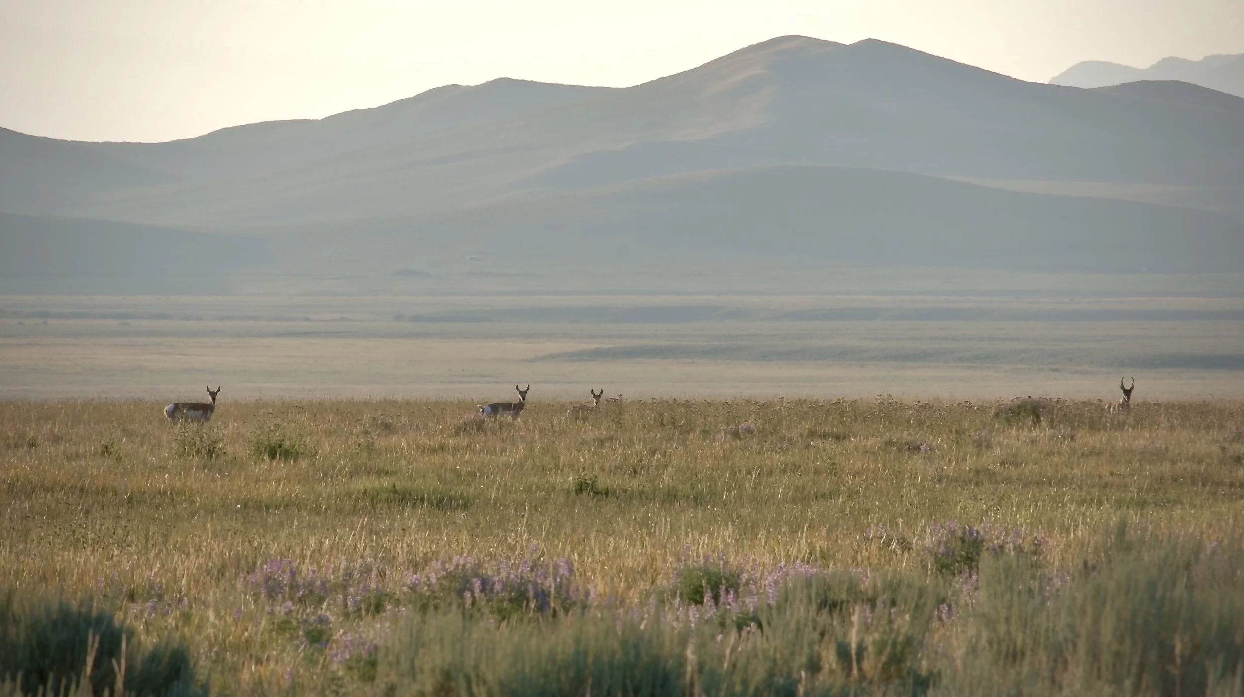 Screenshot 2025-08-05 at 9.15.57 AM.jpeg