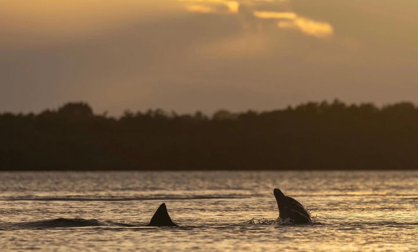While enjoying a sunset cruise with your loved one, you might just come across a playful pod of dolphins putting on a show. 🐬✨
Moments like these make the ocean feel alive. 💙

#bluewaterboatrental #hauloversandbar #hauloverbeach #hauloverinlet #sun