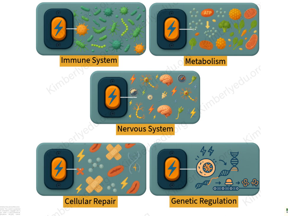 Icons representing immune system, metabolism, nervous system, cellular repair, and genetic regulation BioToggles.