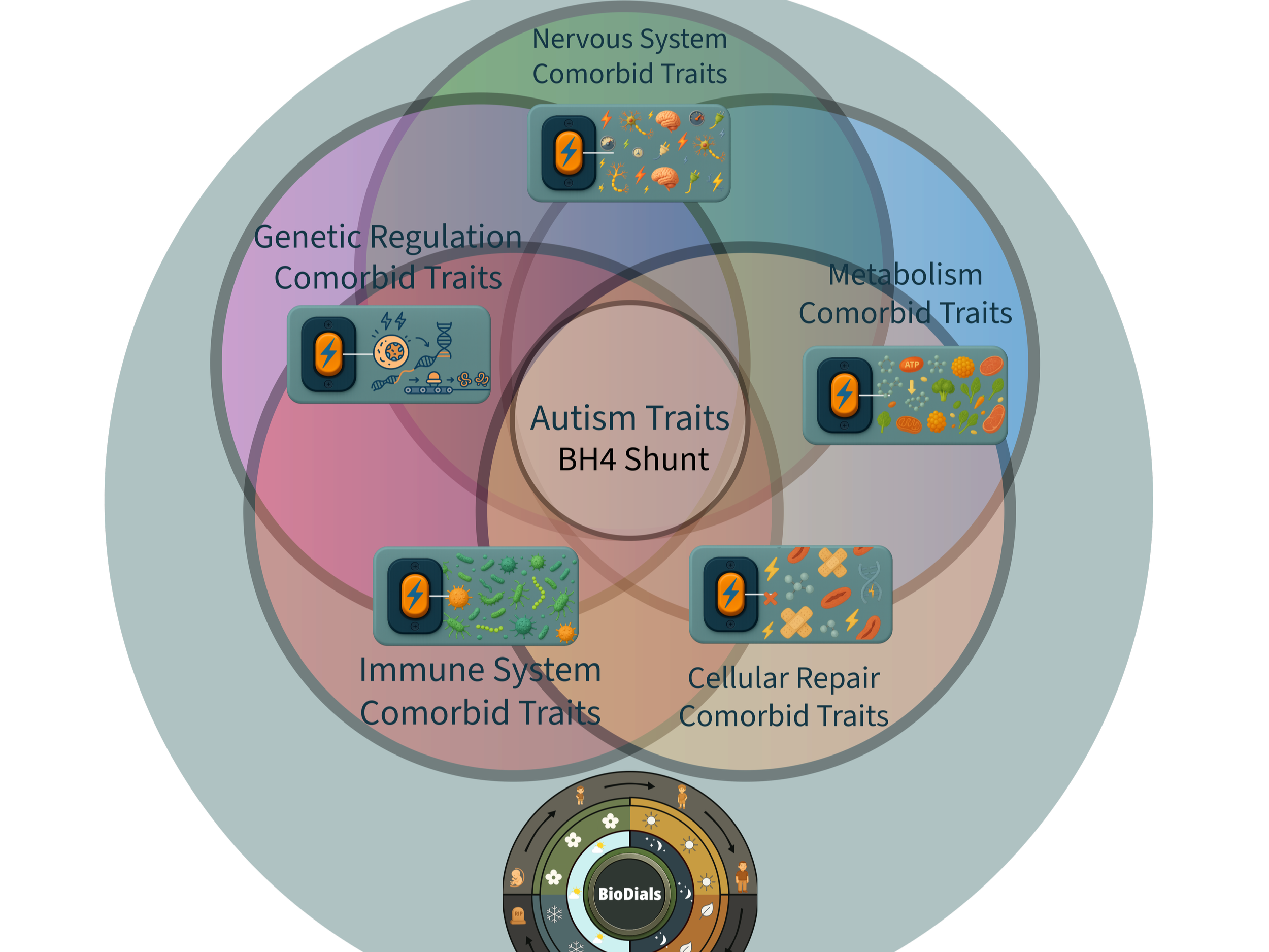 A diagram illustrating the relationship between autism traits and various comorbid traits, including genetic regulation, nervous system, metabolism, immune system, and cellular repair, with central focus on autism traits and a bio-dial at the bottom.