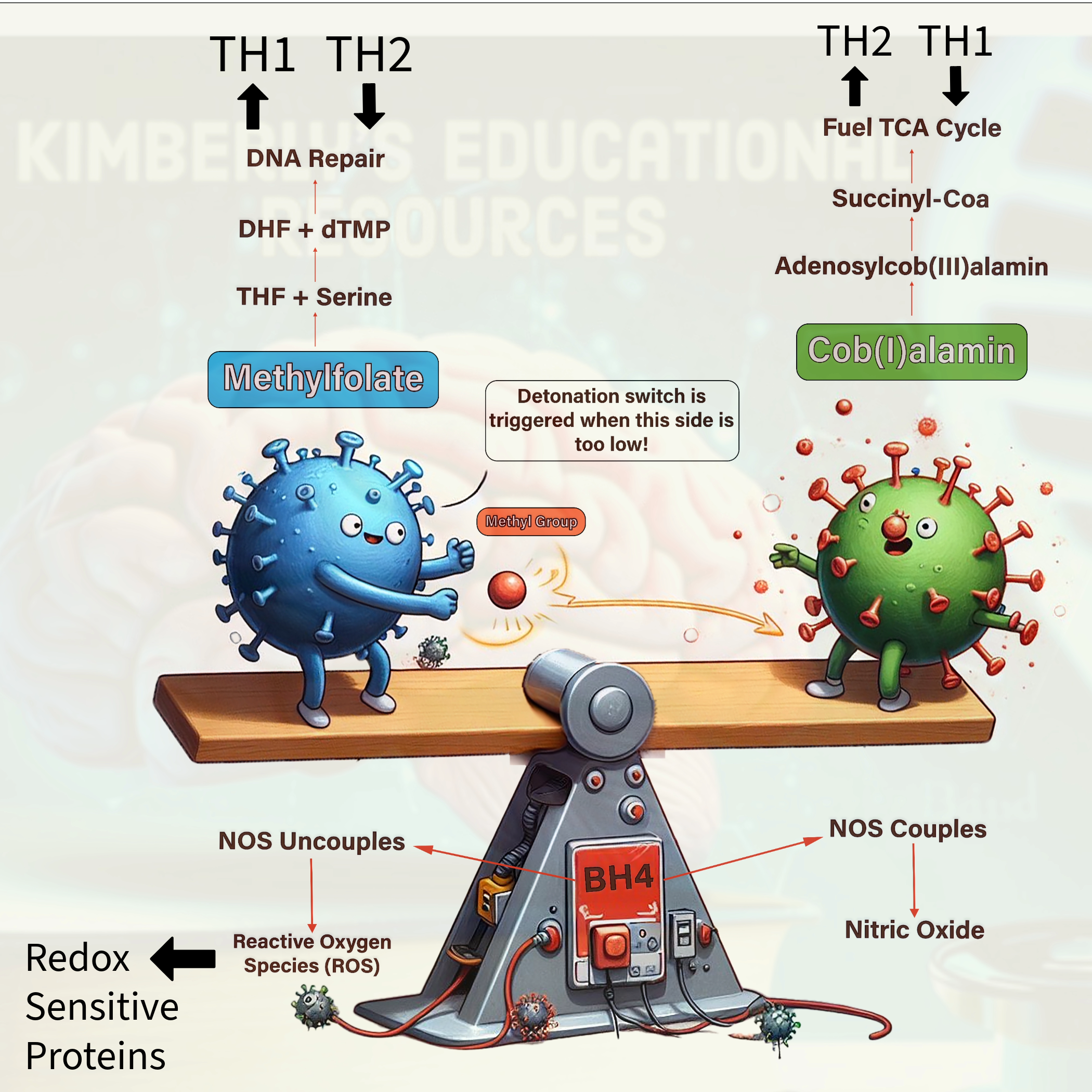 A cartoon illustration depicting molecular processes in cells, including DNA repair and fuel TCA cycle, with cartoon virus-like figures on a balance beam representing cellular components, surrounded by labels indicating various biochemical substances and activities.
