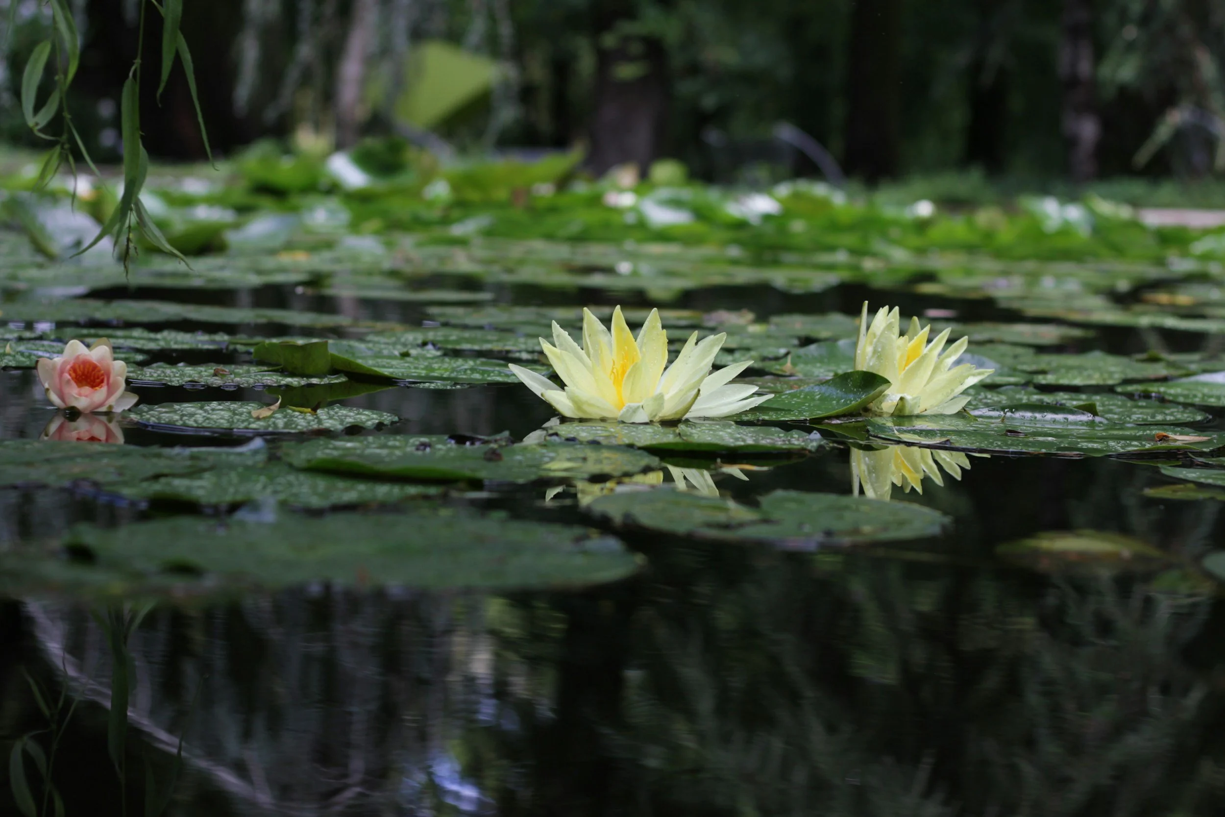 Lotus flower used to represent growth, healing, and massage therapy wellness services