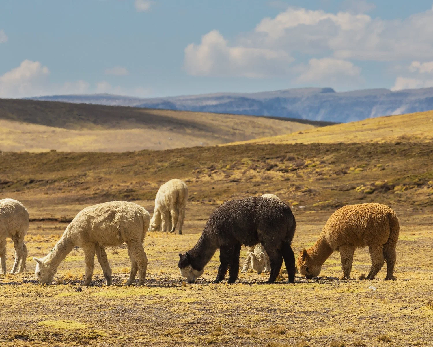 alpaca Natural Colors
