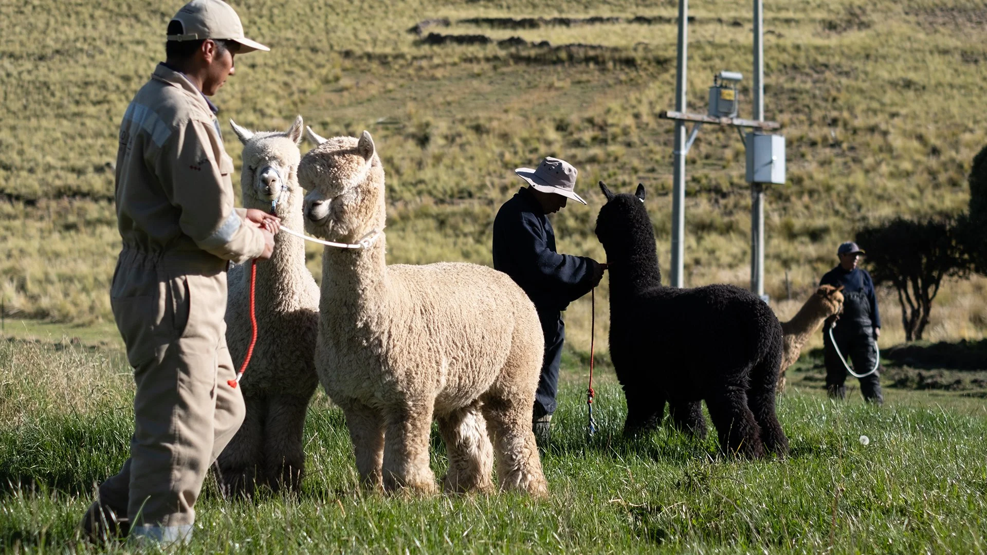 Alpaca Farm
