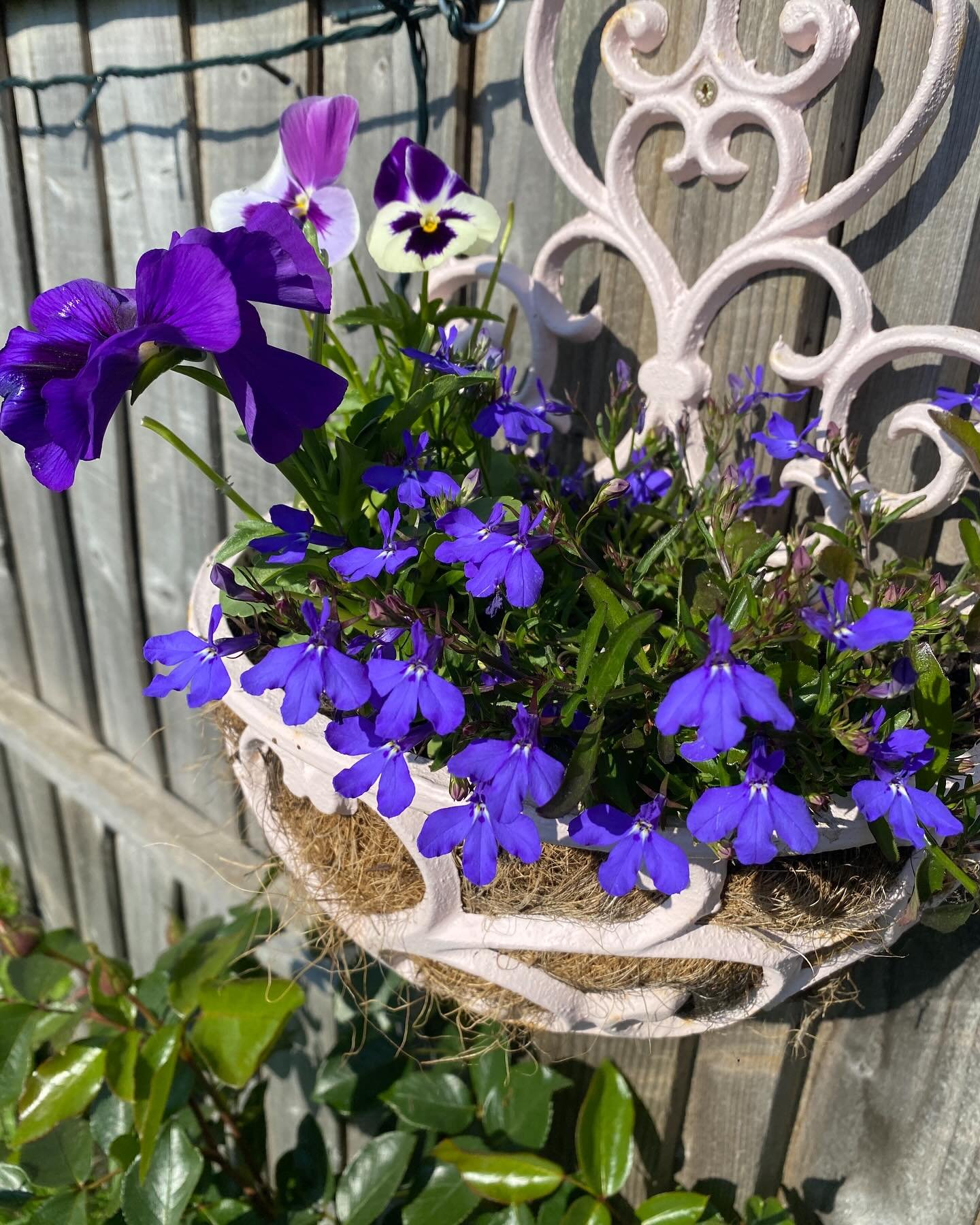 The baskets are starting to colour up now! #garden #love #homesweethome