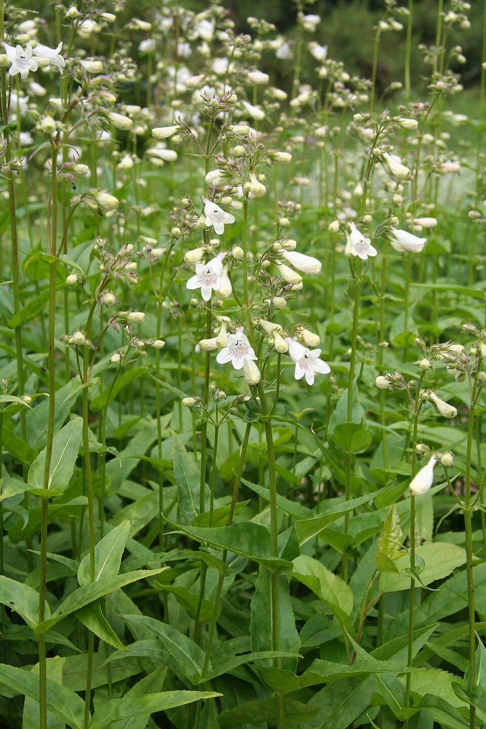 960px-Penstemon_digitalis_IMG_1977.jpg