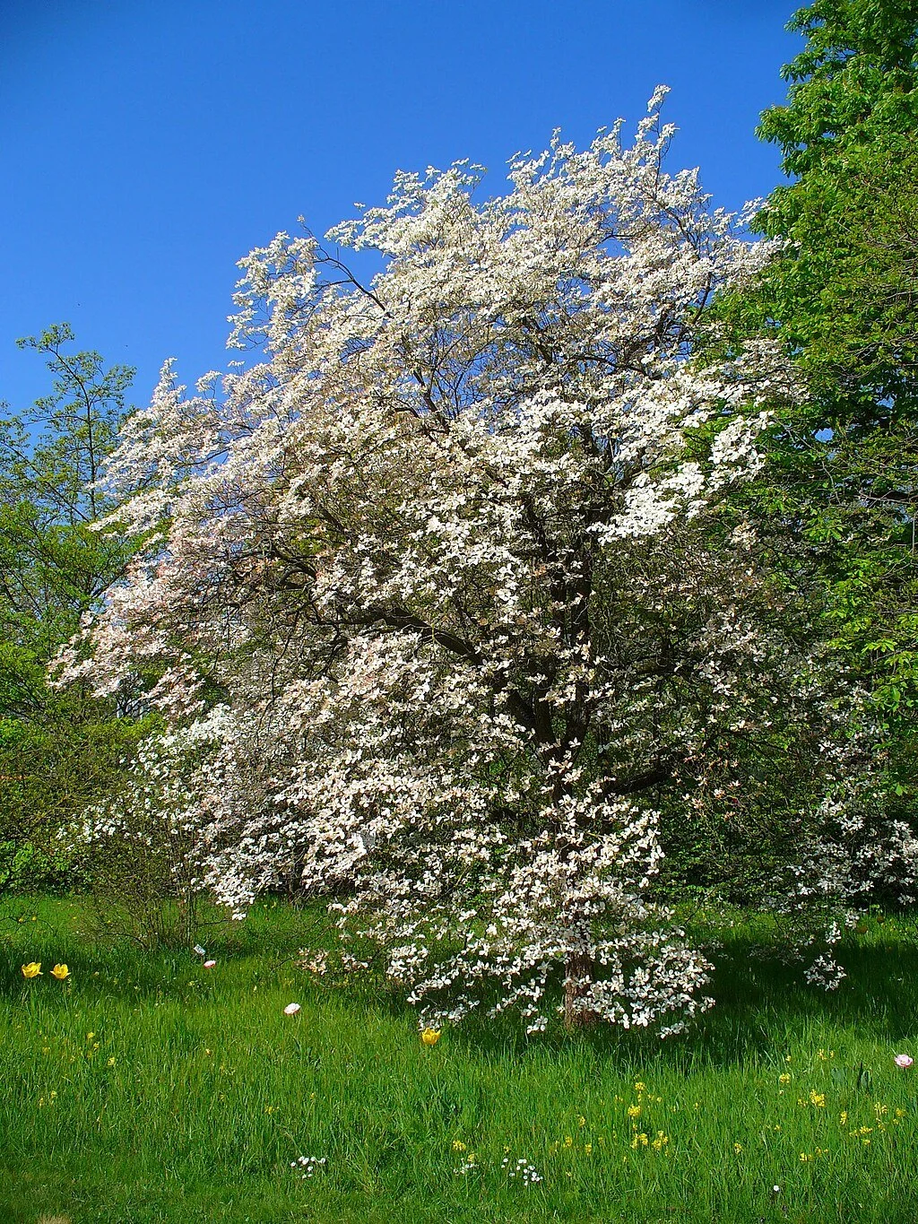 White-Flowering Dogwood | Cornus florida